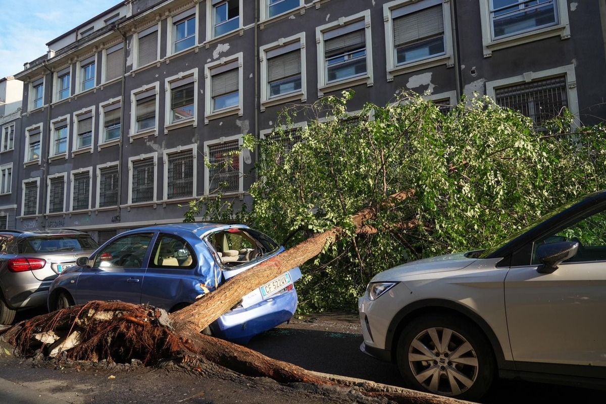 Alberi abbattuti a Milano durante il nubifragio 25 luglio 2023