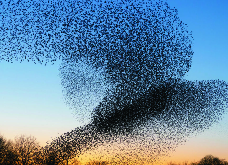 Gli incredibili disegni nel cielo di uno stormo di storni.