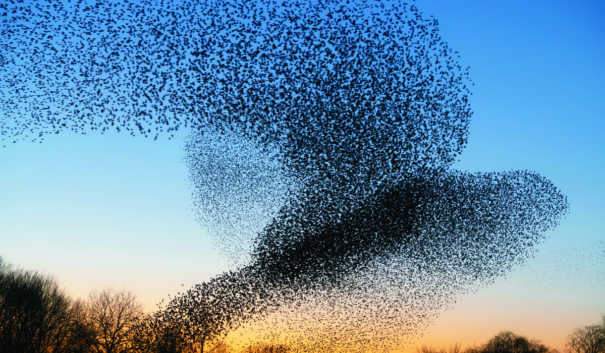 Gli incredibili disegni nel cielo di uno stormo di storni.