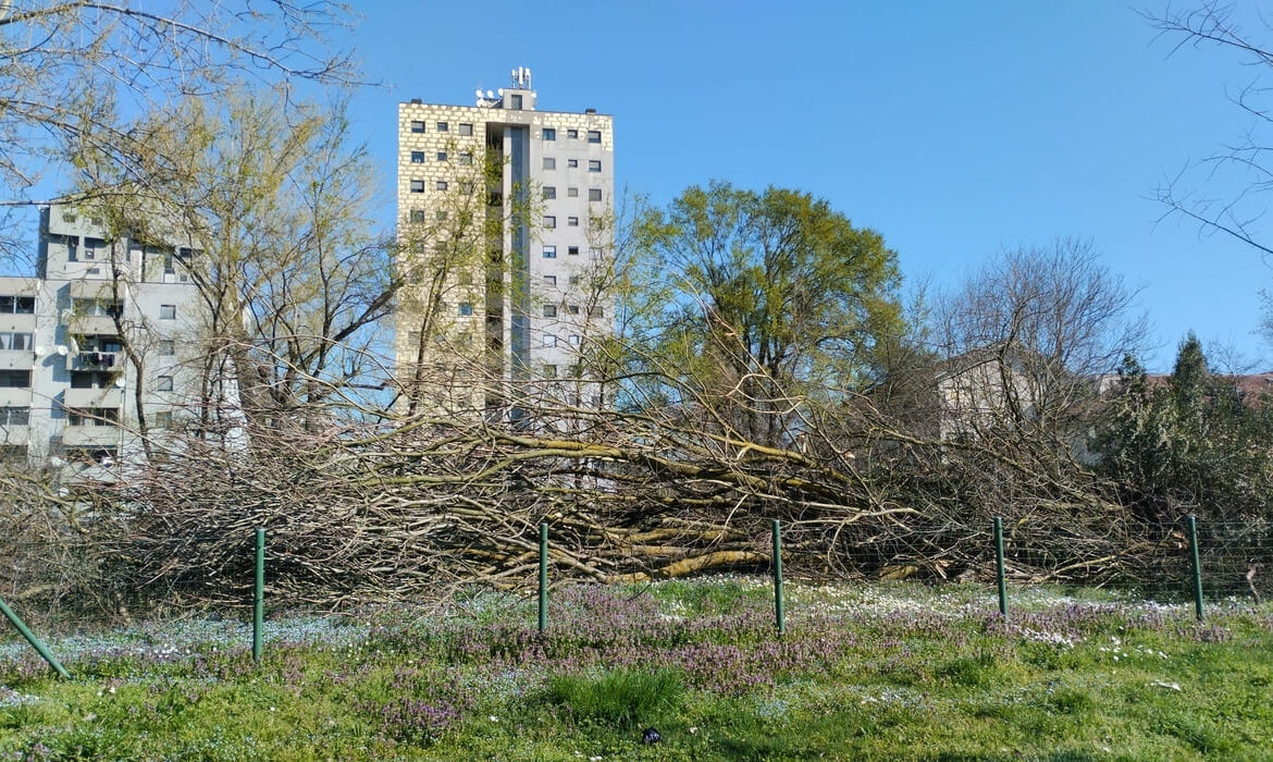 Tagli di alberi e arbusti lungo il Lambro meridionale, nei pressi del Parco Cascina Bianca.