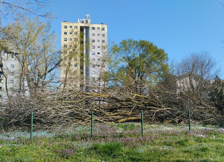 Tagli di alberi e arbusti lungo il Lambro meridionale, nei pressi del Parco Cascina Bianca.